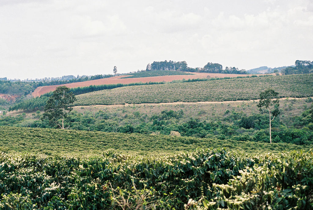 santa clara coffee